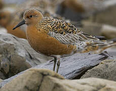 Red Knot