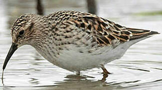 Least Sandpiper