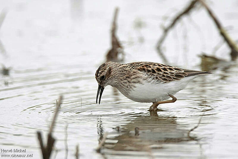 Bécasseau minusculeadulte, marche, pêche/chasse