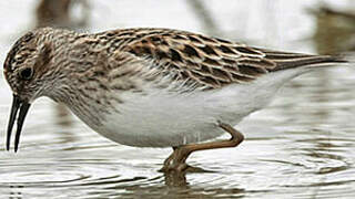 Least Sandpiper