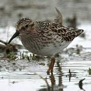 Least Sandpiper