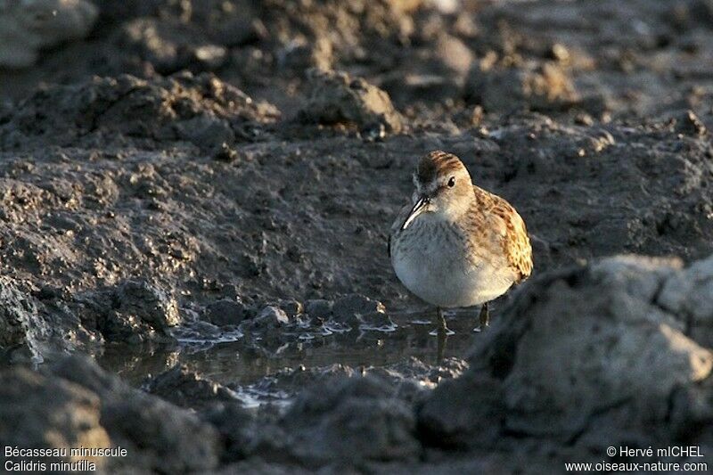 Least Sandpiperjuvenile, identification