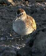 Least Sandpiper