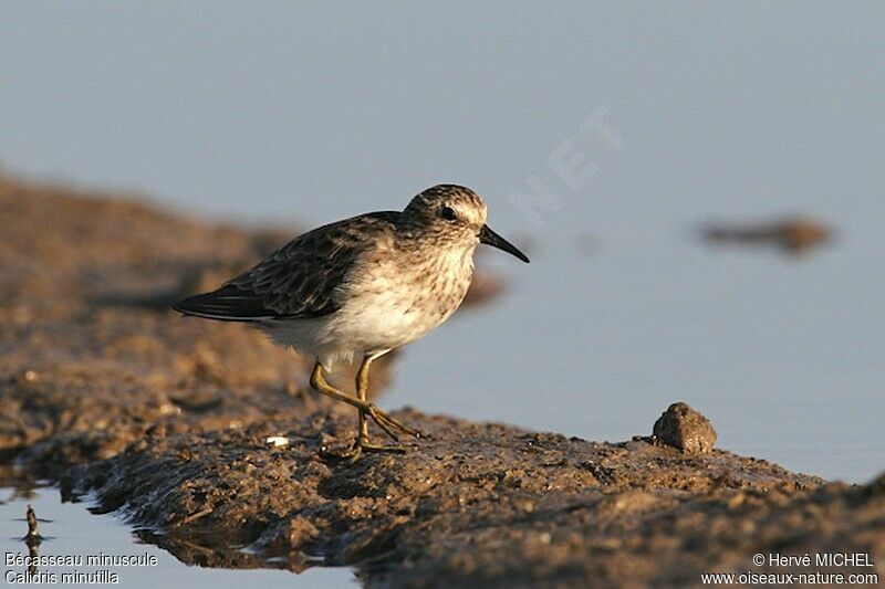 Least Sandpiper, identification