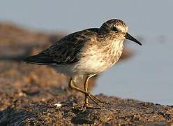 Least Sandpiper