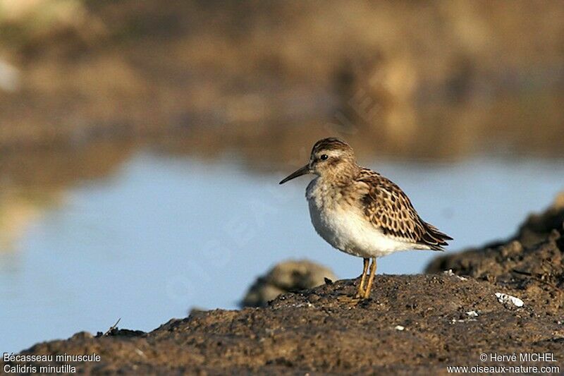 Least Sandpiper, identification