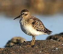 Least Sandpiper