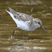 Least Sandpiper