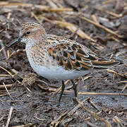 Little Stint