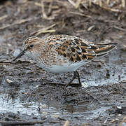 Little Stint