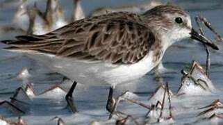 Little Stint