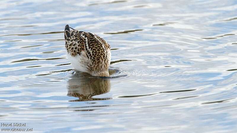 Bécasseau minutejuvénile, pêche/chasse, mange