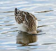 Little Stint