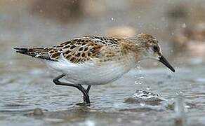 Little Stint