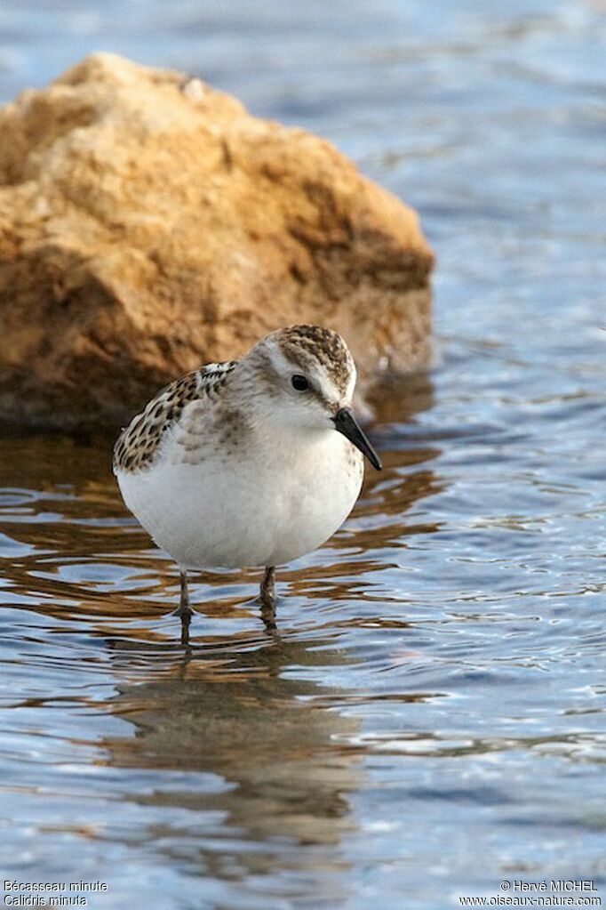 Bécasseau minutejuvénile, identification