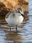 Little Stint