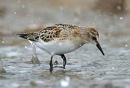 Little Stint