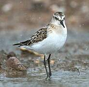 Little Stint