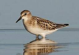 Little Stint