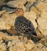 Buff-breasted Sandpiper