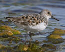 Bécasseau sanderling