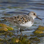 Bécasseau sanderling