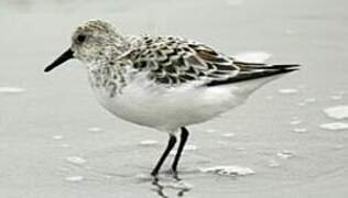 Bécasseau sanderling