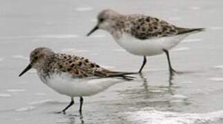 Bécasseau sanderling