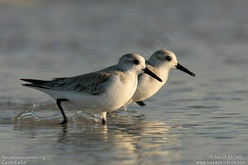 Sanderling, identification