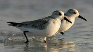 Bécasseau sanderling