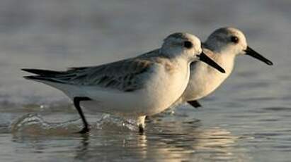 Bécasseau sanderling