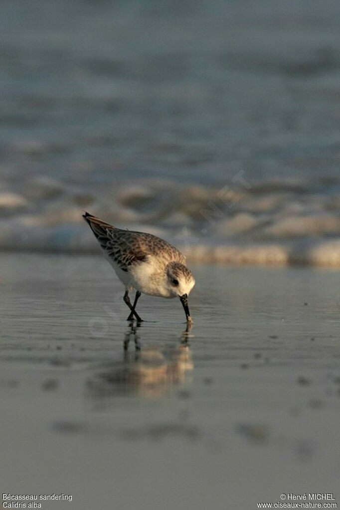 Sanderling, identification