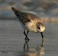 Bécasseau sanderling