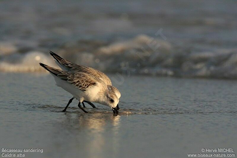 Bécasseau sanderling, identification