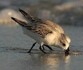 Bécasseau sanderling