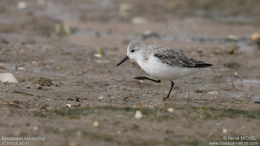 Sanderlingadult post breeding