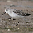 Bécasseau sanderling