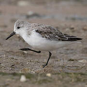 Sanderling