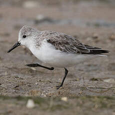 Bécasseau sanderling