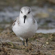 Bécasseau sanderling