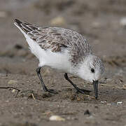 Bécasseau sanderling