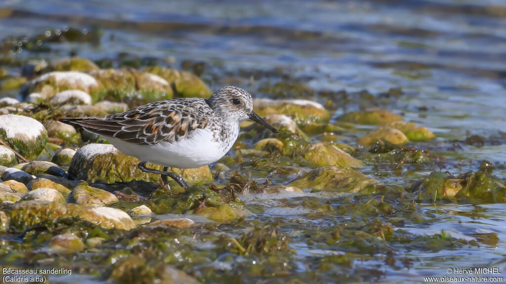 Bécasseau sanderling adulte, nuptial
