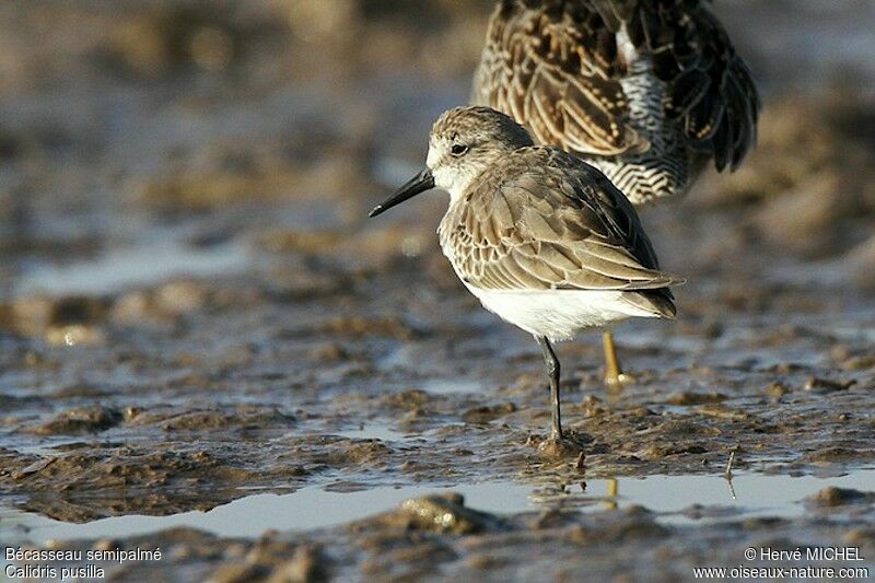 Semipalmated Sandpiperadult post breeding, identification