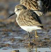 Semipalmated Sandpiper