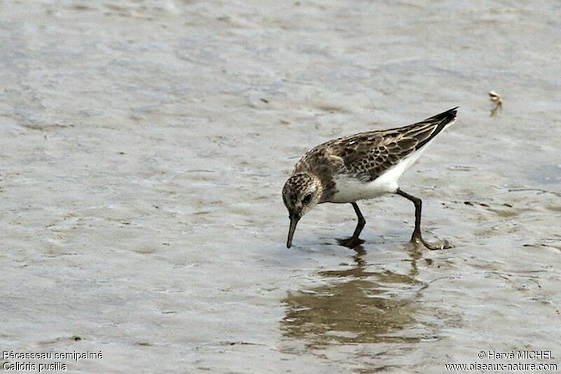 Semipalmated Sandpiper, identification