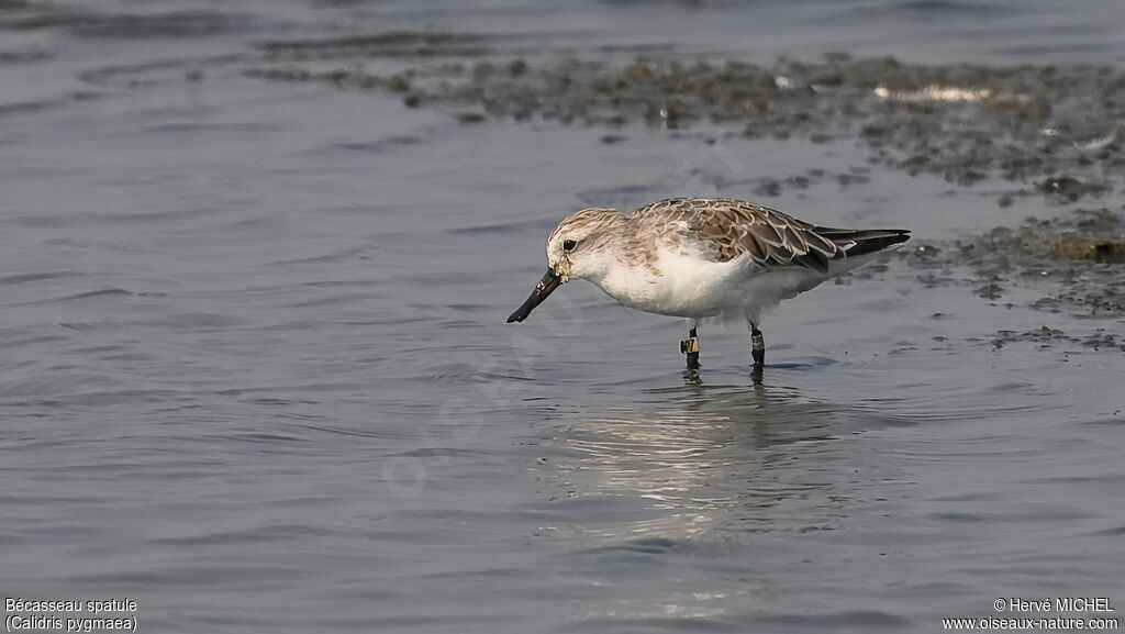 Spoon-billed Sandpiper
