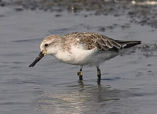Bécasseau spatule