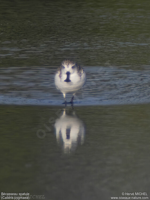 Spoon-billed Sandpiper