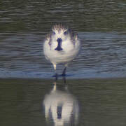 Spoon-billed Sandpiper