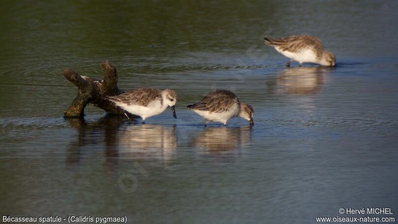 Spoon-billed Sandpiper